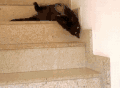 猫咪 下台阶 太懒了