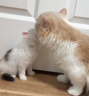 猫咪 舔一舔 可爱 宠物 洗脸