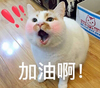 萌宠 喵星人 加油啊 鼓励 呆萌 可爱