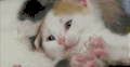 困 打哈欠 萌 喵星人 小奶猫