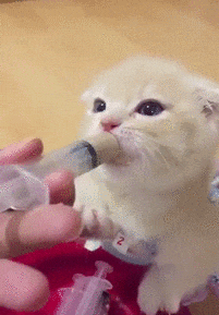 猫咪 喝奶 针管 可爱