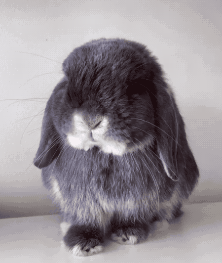 长毛兔 可爱 萌宠 灰色