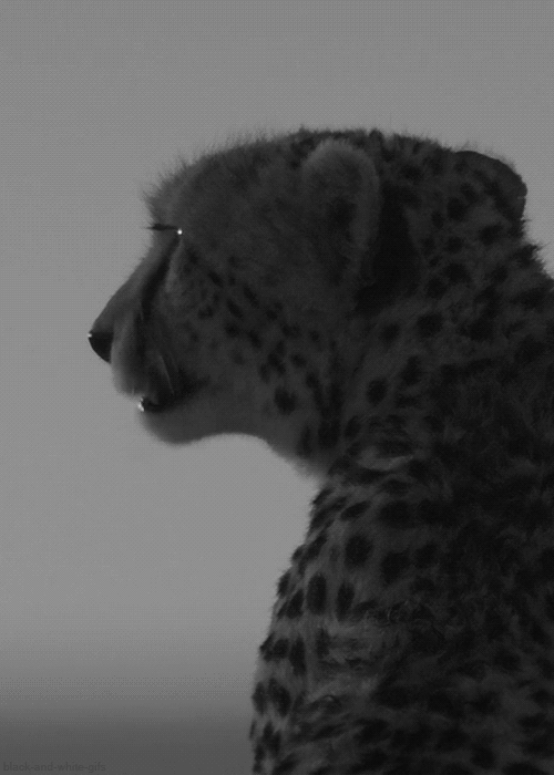 黑色和白色 动物 猎豹 非洲猫科