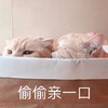萌宠 猫星人 偷偷亲一口 开心 呆萌 可爱