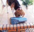 小狗 动物 狗 埃迪 比格犬