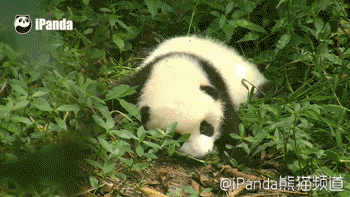 大熊猫 国宝 萌