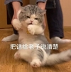 萌宠 猫星人 把话给我说清楚 生气 呆萌 可爱