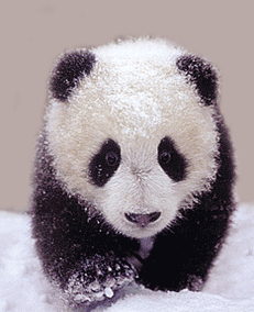 动物 熊猫 雪中 奔跑