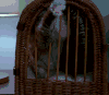 猫咪 笼子 想出去