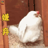 萌宠 鸡 嫌弃 拒绝 soogif soogif出品