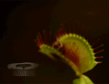 植物 杯具 食蝇草 咬 自然 可怜