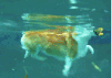 柯基 水中 游泳 蠢萌 搞笑 corgi