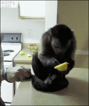 猴哥第一次吃柠檬   刺激  这酸爽   猴哥