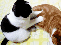 猫咪 按摩  搞笑  可笑