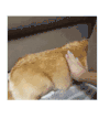 狗狗  舒服  可爱