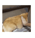狗狗  舒服  可爱