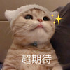 萌宠 喵星人 超期待 充满渴望的眼神 憨憨 可爱