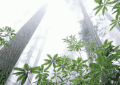 自然 下雨 美景 夏季 绿叶