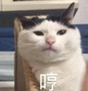 猫咪 可爱 毛茸茸 哼 讯飞