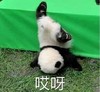 萌宠 熊猫 哎呀 无奈 呆萌 可爱