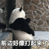 前边好像打起来了 熊猫 热闹