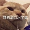 萌宠 猫星人 馋的流口水了都 可怜 呆萌 可爱