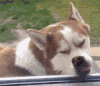 狗狗 表情 凶狠 soogif