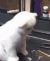 博美犬