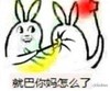 兔兔 可爱 萌萌哒 就巴你妈怎么了