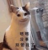 萌宠 喵星人 嗯嗯没事 别管我了 淘气 搞怪