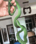 小蛇 绿色 咬人 害怕