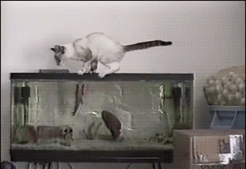 猫咪 鱼缸 攻击 搞笑