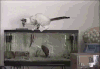 猫咪 鱼缸 攻击 搞笑