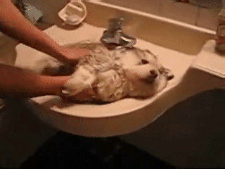 小狗 洗澡 舒服 享受