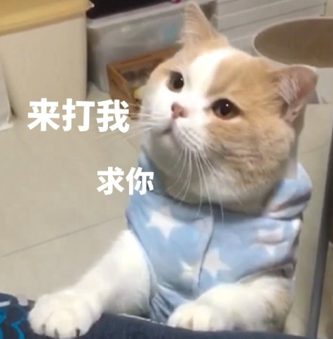 搞笑 可爱 蠢萌 猫星人 逗