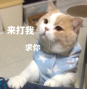 搞笑 可爱 蠢萌 猫星人 逗