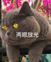 萌宠 猫星人 两眼发光 激动 呆萌 可爱