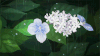 风景 二次元 花朵 下雨
