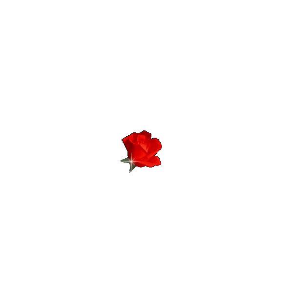 玫瑰花 旋转 艺术美 红色