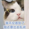 萌宠 喵星人 我不仅看到了 我还要出去乱说 呆萌 可爱