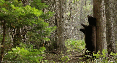 黑熊 可爱 按摩 痒痒