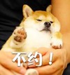 萌萌哒 可爱 小狗 不约