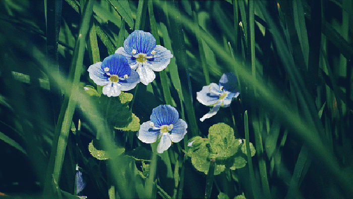 动画 美丽 蓝色 植物