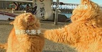 猫咪 什么时候找对象 先撒手 搞笑 斗图