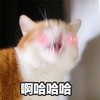 萌宠 喵星人 啊哈哈哈 我笑死了 淘气 可爱