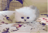 猫咪 一遍跑一边叫 纯白色