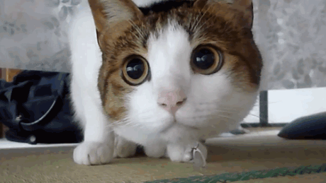 猫咪 搞笑 盯住 大眼睛