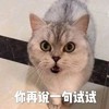 萌宠 猫星人 你再说一句试试 威胁 呆萌 可爱
