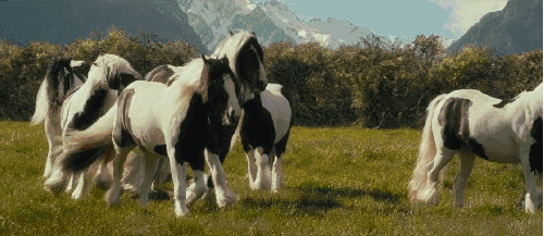 史矛革之战 奔跑 电影 萌宠 霍比特人2 奶牛马 俊美 矮马的一种