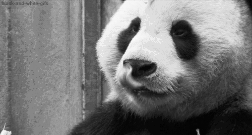 熊猫 黑白 动物园 吃东西